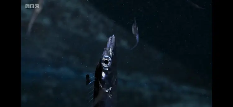 Silver scabbardfish (Lepidopus caudatus) as shown in Blue Planet II - The Deep